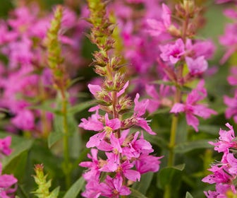 Kattestaart (Lythrum salicaria 'Robin')