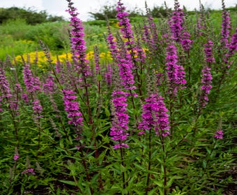 Kattestaart (Lythrum salicaria 'Stichflamme')