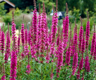 Kattestaart (Lythrum salicaria 'Zigeunerblut')