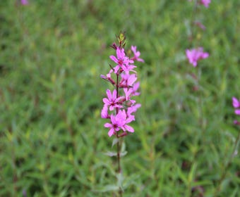 Kattestaart (Lythrum virgatum 'Dropmore Purple')