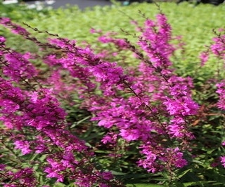 Kattestaart (Lythrum virgatum 'Rose Queen')