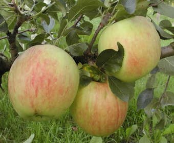 Appelboom (Malus domestica 'James Grieve')