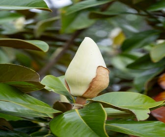 Groenblijvende Magnolia als boom (Magnolia grandiflora 'Gallissoniere')