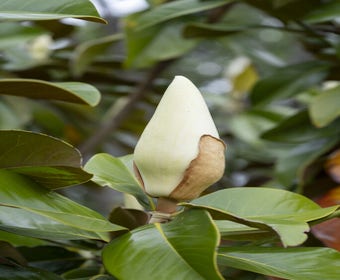 Groenblijvende Magnolia als boom (Magnolia grandiflora 'Gallissoniere')