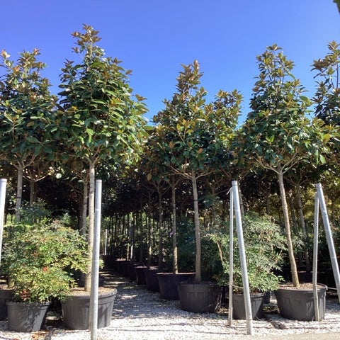 Groenblijvende Magnolia als boom (Magnolia grandiflora 'Gallissoniere')