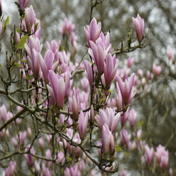 Magnolia als boom (Magnolia 'Heaven Scent')