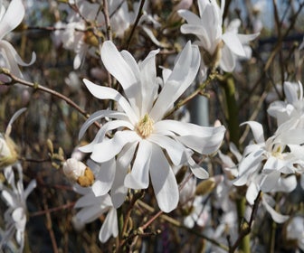 Stermagnolia als struik (Magnolia stellata)