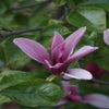 Beverboom, struik (Magnolia 'Galaxy') EXTRA VOORDEEL