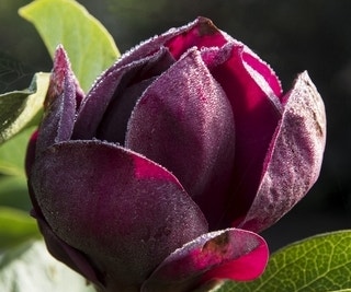 Beverboom (Magnolia 'Genie') EXTRA VOORDEEL