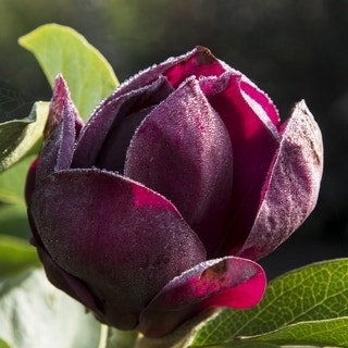 Beverboom (Magnolia 'Genie') EXTRA VOORDEEL