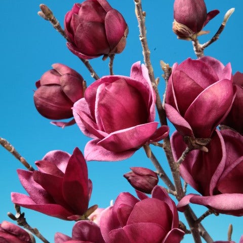 Beverboom (Magnolia 'Genie')