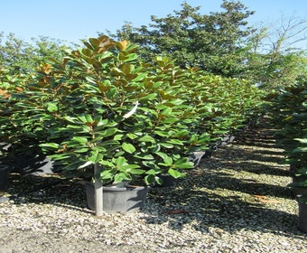 Groenblijvende Magnolia (Magnolia grandiflora 'Goliath')