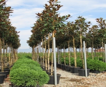 Groenblijvende Magnolia als boom (Magnolia grandiflora 'Gallissoniere')