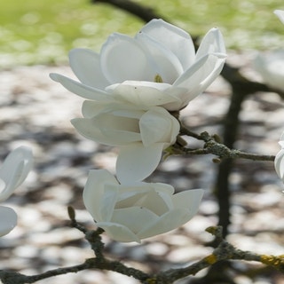 Magnolia 'Gresham JG11'