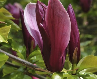 Beverboom (Magnolia liliiflora 'Nigra')