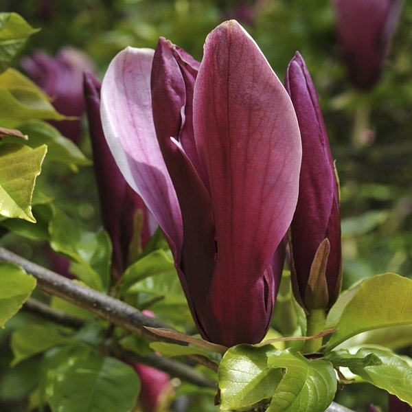 Beverboom (Magnolia liliiflora 'Nigra')