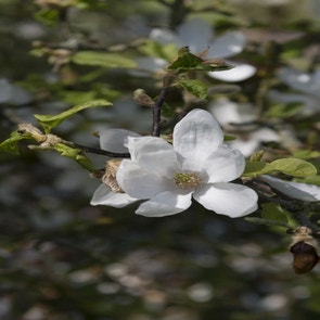 Magnolia kobus 'Norman Gould' 