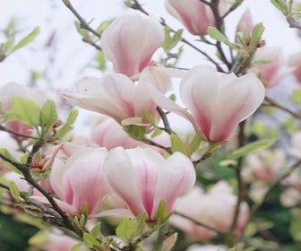 Beverboom als struik (Magnolia soulangeana)