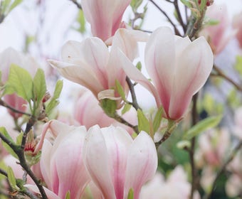 Beverboom als struik (Magnolia soulangeana)