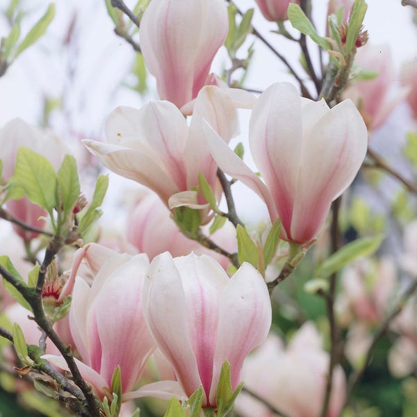 Magnolia soulangeana (Beverboom)