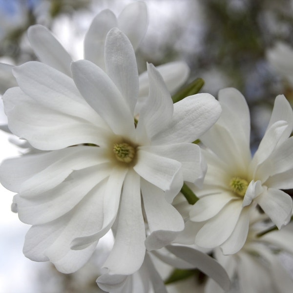 Magnolia stellata 'Royal Star'