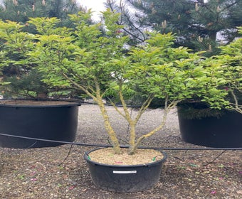 Meerstammige beverboom (Magnolia 'Susan')
