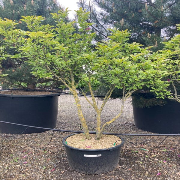Meerstammige beverboom (Magnolia 'Susan')