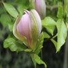 Beverboom (Magnolia brooklynensis 'Woodsman')