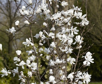 Beverboom (Magnolia loebneri 'Merrill')