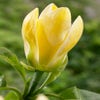 Beverboom (Magnolia brooklynensis 'Yellow Bird')