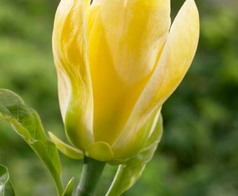 Beverboom (Magnolia brooklynensis 'Yellow Bird')