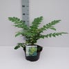 Chinese Mahoniestruik (Mahonia bealei)
