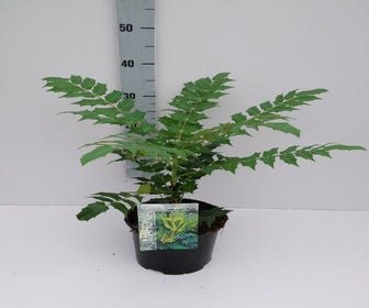 Chinese Mahoniestruik (Mahonia bealei)