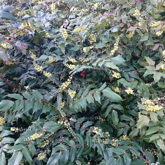 Mahoniestruik (Mahonia japonica)