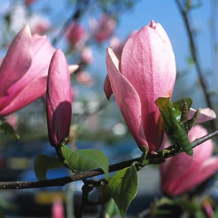 Beverboom (Magnolia 'Heaven Scent')