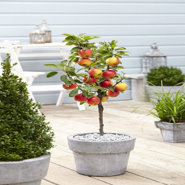 Dwerg appel (Malus domestica 'Mini-Cox')