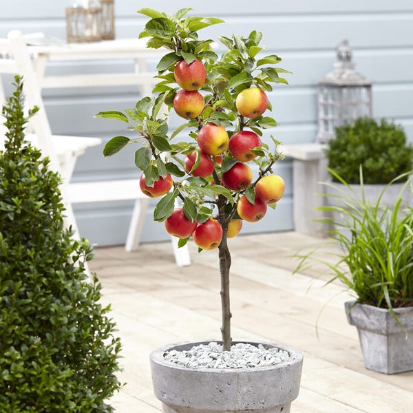 Mini Rood Appel Dwerg appel (Malus domestica 'Mini-Cox')