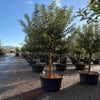 Appelboom (Malus domestica 'Royal Gala') halfstam solitair