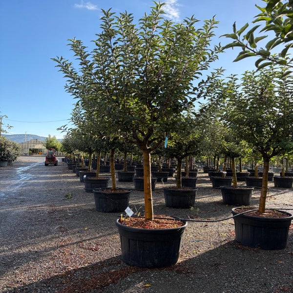 Appelboom (Malus domestica 'Royal Gala') halfstam solitair