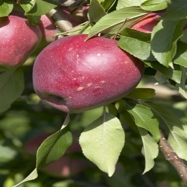 Lei-Appel (Malus domestica 'Beauty of Bath')