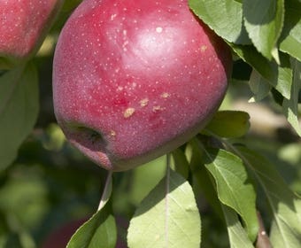 Lei-Appel (Malus domestica 'Beauty of Bath')