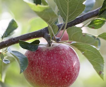 Lei-Appel (Malus domestica 'Benoni')