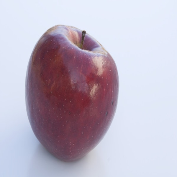 Appelboom (Malus domestica 'Braeburn')