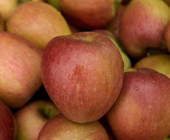 Appelboom (Malus domestica 'Braeburn')
