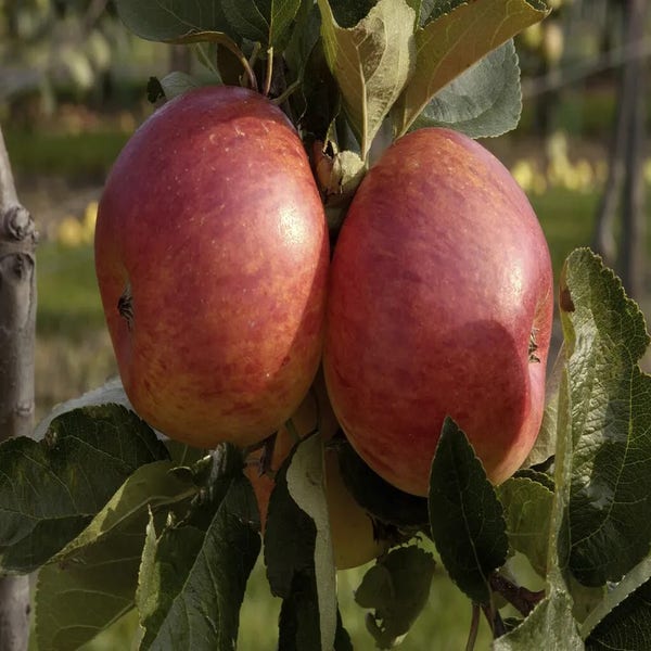 Appelboom (Malus domestica 'Delcorf') Bio