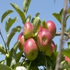 Appelboom (Malus domestica 'Discovery')