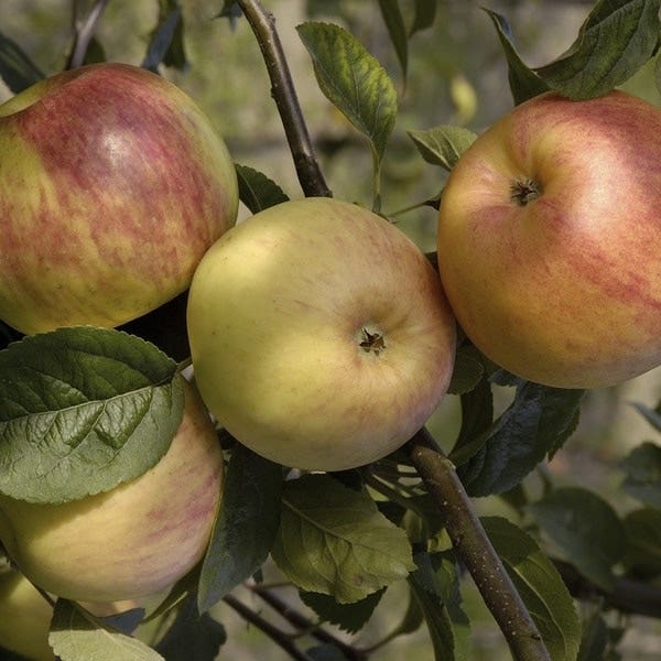 Appelboom