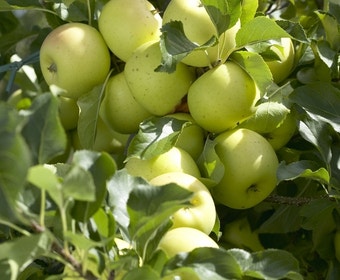 Appelboom (Malus domestica 'Greensleeves')