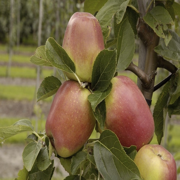 Appelboom (Malus domestica 'Groninger Kroon')