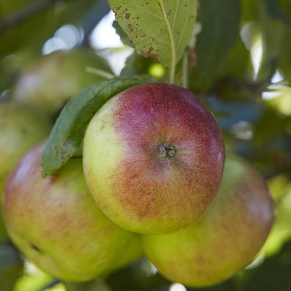 Appelboom (Malus domestica 'Idared')